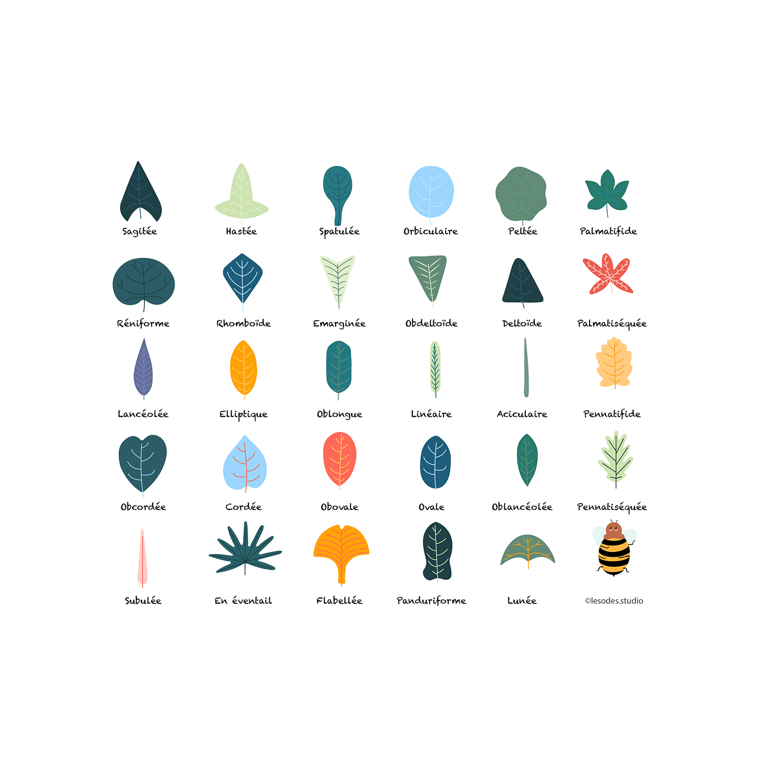 Illustrations représentant les différentes formes de feuilles existant dans la nature